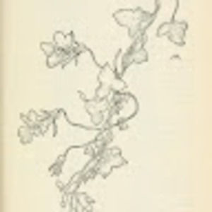 Meet your Posher, Cam